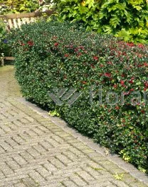 Ilex Aquifolium, Gemeine Stechpalme, Hülse – Bild 4