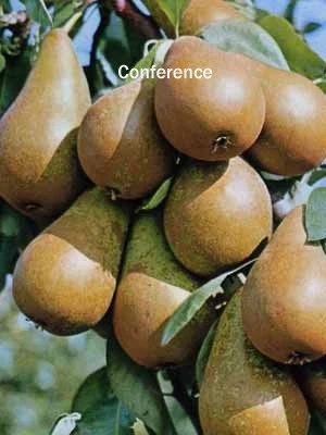 Familien-Birnbaum - Williams+Conference+Gute Luise+Nojabrskaja – Bild 3