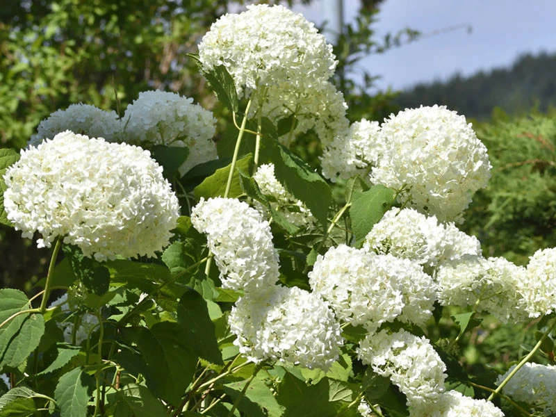 Hydrangea Arborescens 'Annabelle', Ball-Hortensie – Bild 2