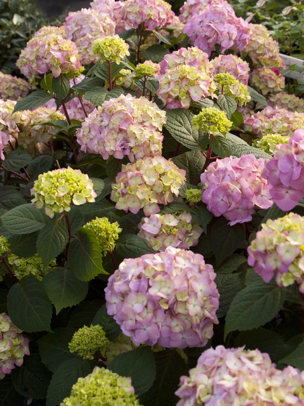 Hydrangea Macrophylla 'Endless Summer BloomStar'® – Bild 2
