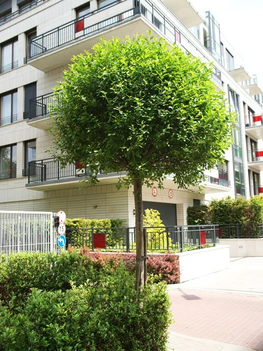 Prunus Fruticosa 'Globosa', Kugel-Kirsche - Hochstamm