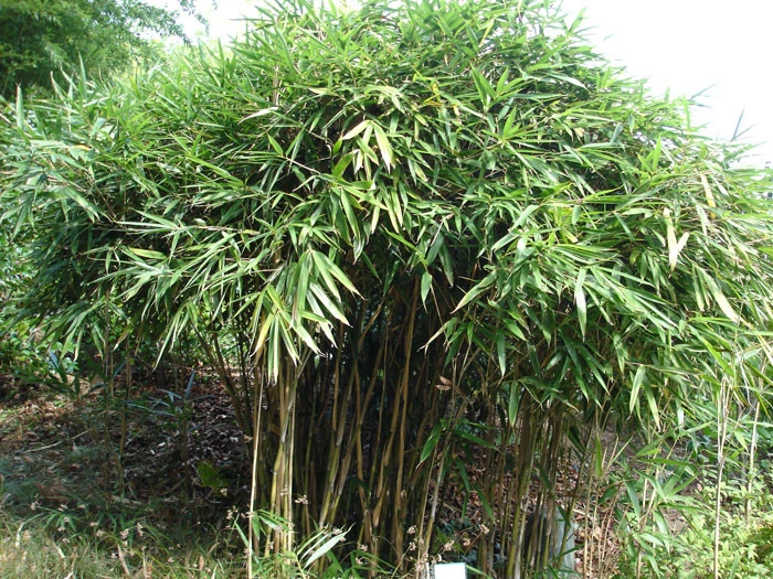 Pseudosasa Japonica, Pfeil-Bambus – Bild 4