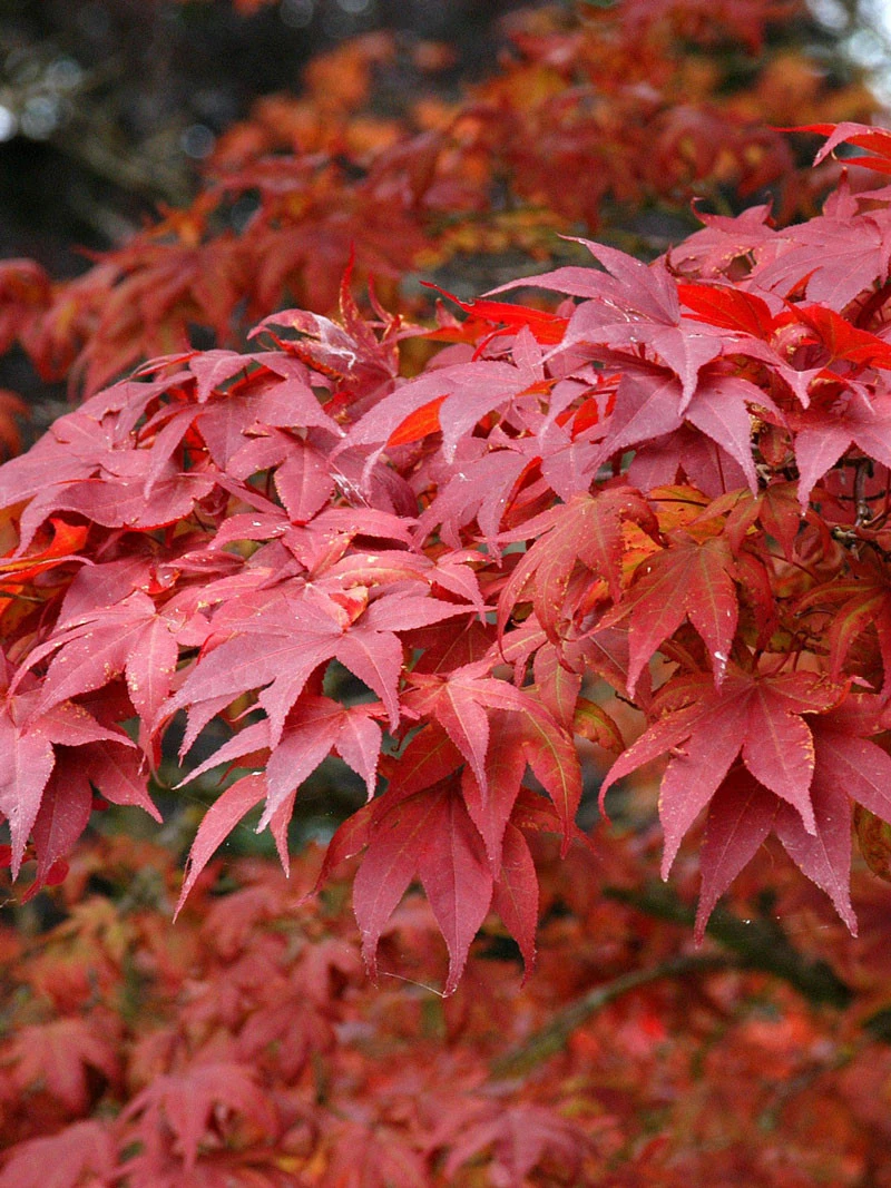 Acer Palmatum 'Atropurpureum', Fächerahorn - Hochstamm