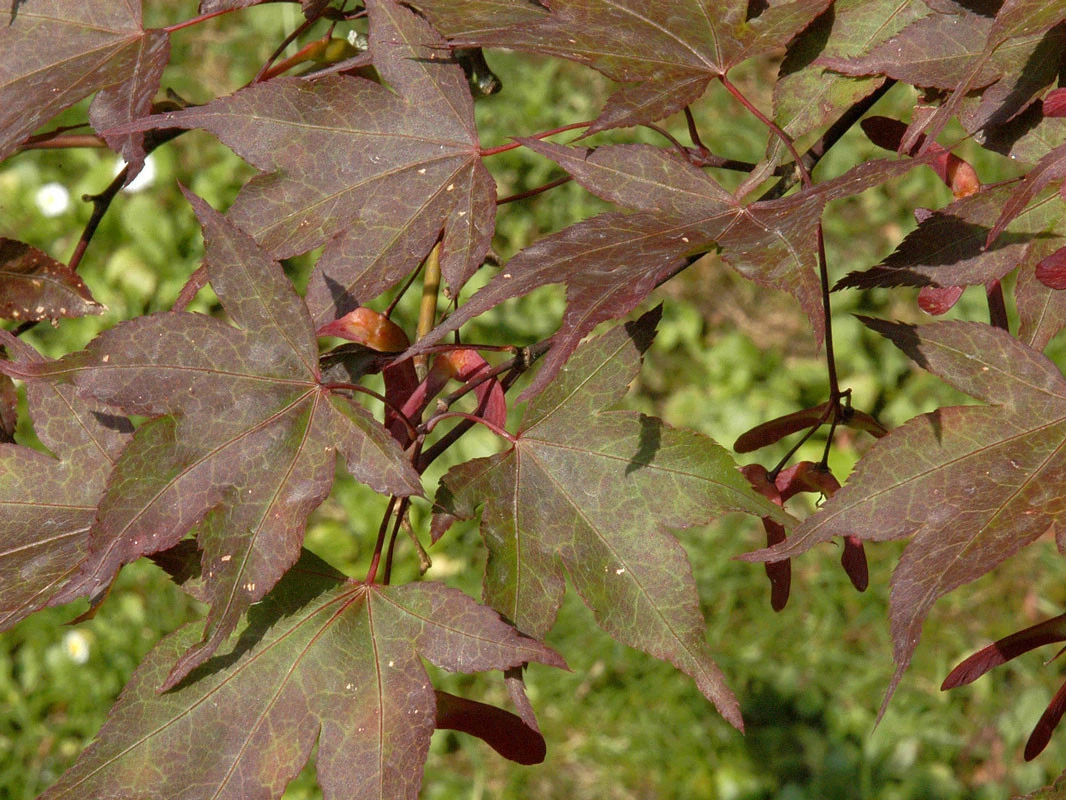 Acer Palmatum 'Atropurpureum', Fächerahorn - Hochstamm – Bild 2