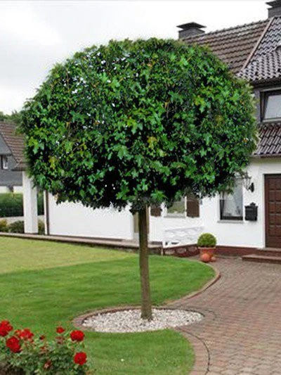 Acer Campestre 'Nanum', Kugel-Feldahorn - Hochstamm – Bild 2