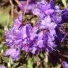 Rhododendron Impeditum 'Azurika'