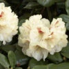 Rhododendron 'Goldbukett'
