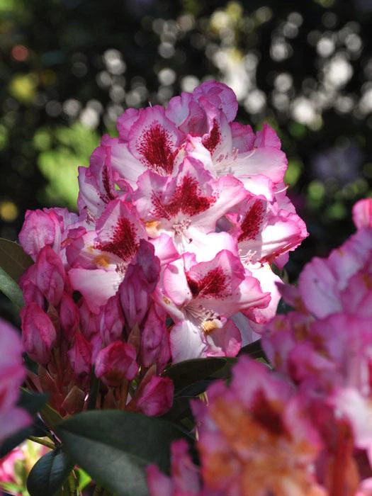 Rhododendron 'Hachmanns Charmant' – Bild 2