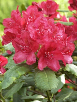 Rhododendron 'Hachmanns Feuerschein' INKARHO®,