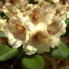 Rhododendron 'Viscy'