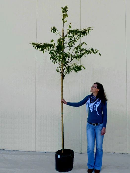 Amelanchier Lamarckii, Felsenbirne - Hochstamm – Bild 6