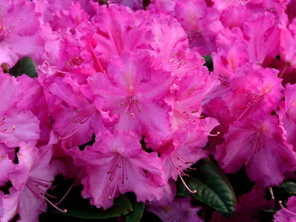 Rhododendron 'Anastasia' – Bild 3