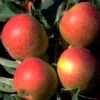 Apfel Alkmene