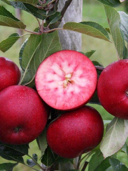 Apfel Rosette – Bild 3