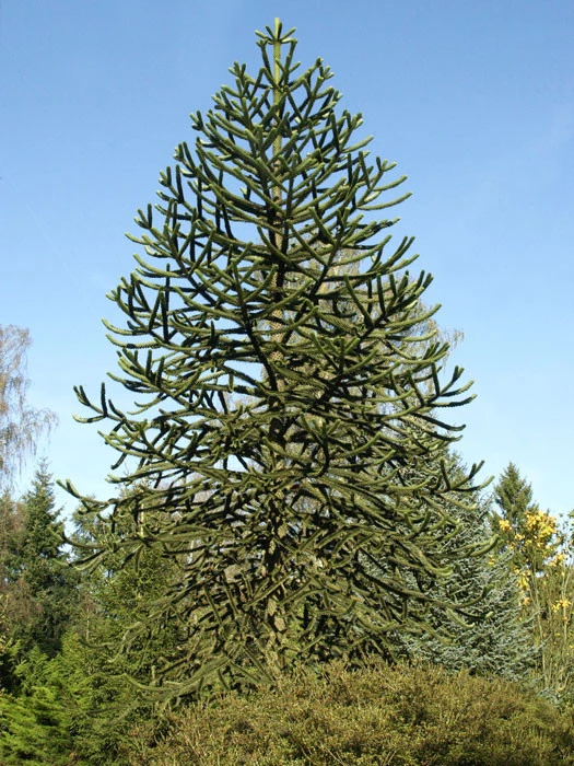 Araucaria Araucana, Chilenische Schmucktanne