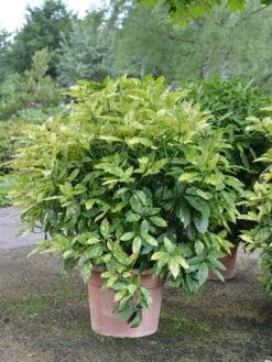 Aucuba Japonica, Japanische Aukube