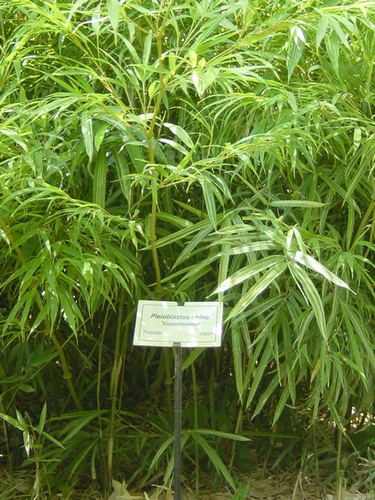 Pleioblastus Chino 'Elegantissima', Buntblättriger Edelbambus