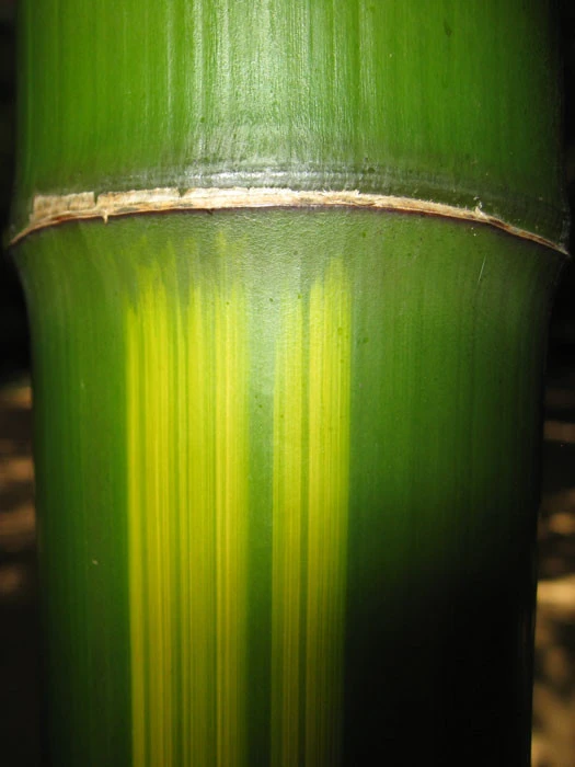 Phyllostachys Vivax 'Huangwenzhu' – Bild 2