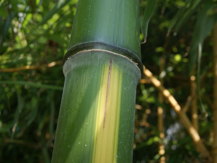 Phyllostachys Vivax 'Huangwenzhu' – Bild 3