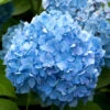 Hydrangea Macrophylla 'Endless Summer Blau'®