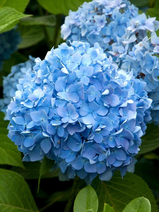 Hydrangea Macrophylla 'Endless Summer Blau'®