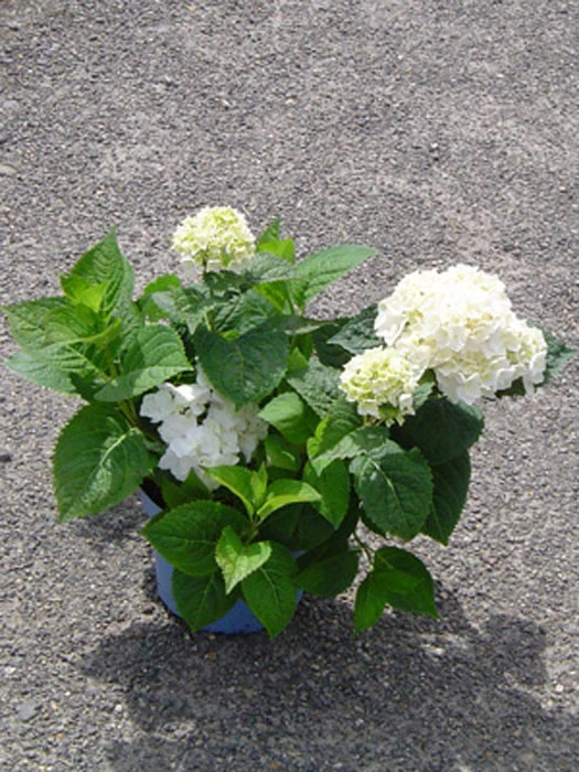 Hydrangea Macrophylla Endless Summer 'The Bride'® – Bild 2