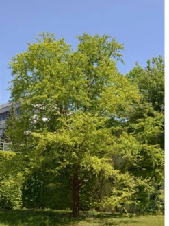 Betula Nigra, Schwarz-Birke - Hochstamm