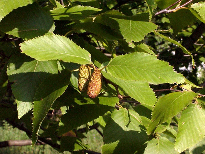 Betula Utilis, Himalayabirke – Bild 3