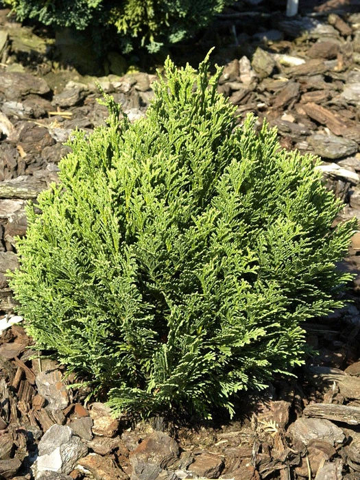 Chamaecyparis Lawsoniana 'Minima Glauca', Blaue Zwergzypresse