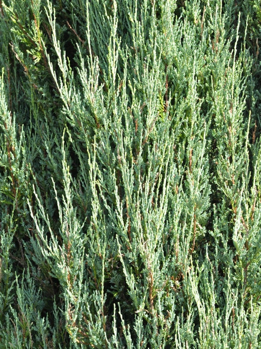 Juniperus Scopulorum 'Blue Arrow', Blauer Raketen-Wacholder – Bild 2