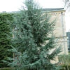Cedrus Atlantica 'Glauca', Blaue Atlas-Zeder