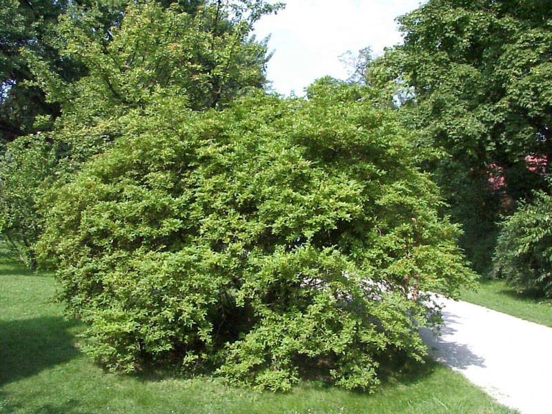 Ligustrum Obtusifolium Regelianum, Flächen-Liguster – Bild 5