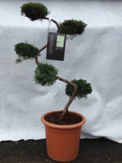 Juniperus Virginiana 'Grey Owl', XXL-Produkt