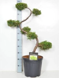 Juniperus Chinensis 'Old Gold', XXL-Produkt