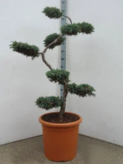 Juniperus Squamata 'Blue Carpet' Bonsai-Form, XXL-Produkt