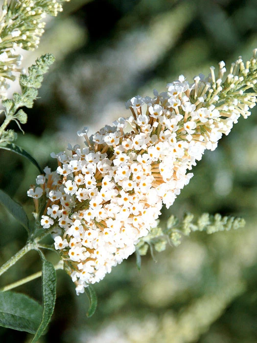 Buddleja Buzz-Hybride 'Ivory', Zwerg-Sommerflieder