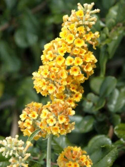 Buddleja Weyeriana 'Sungold', Sommerflieder