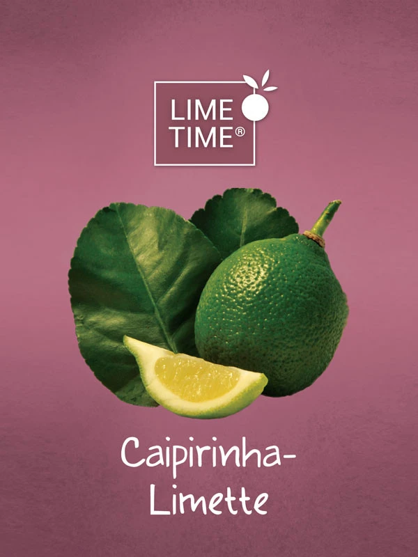 Limettenbaum 'Caipirinha-Limette' - Lime Time® – Bild 2
