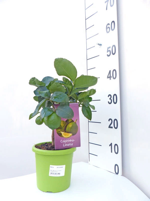 Limettenbaum 'Caipirinha-Limette' - Lime Time® – Bild 3