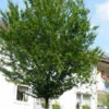 Carpinus Betulus, Hainbuche, Weißbuche - Hochstamm