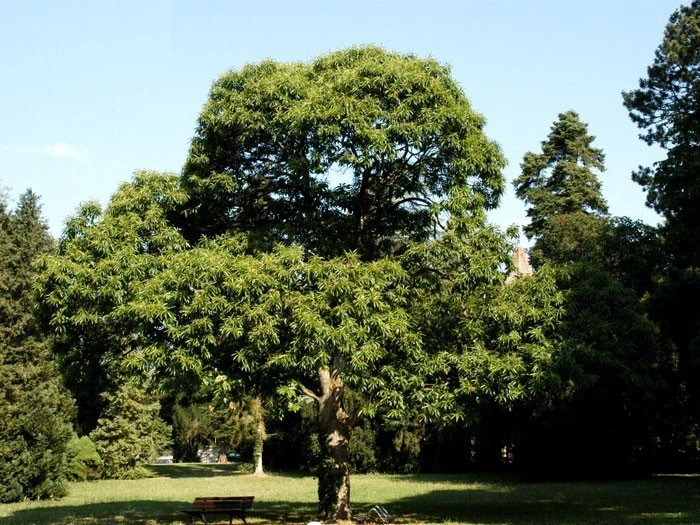 Marone, Edelkastanie, Esskastanie – Bild 2