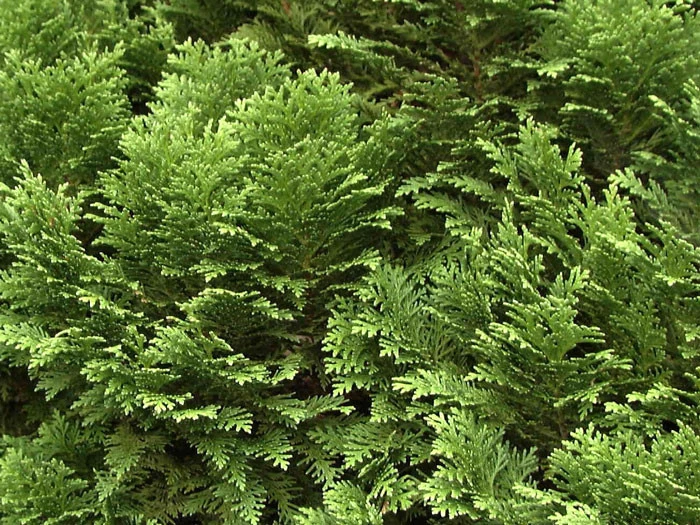 Chamaecyparis Lawsoniana 'Minima Glauca', Blaue Zwergzypresse – Bild 2