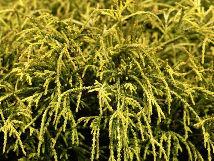 Chamaecyparis Pisifera 'Sungold', Gelbe Fadenzypresse – Bild 2