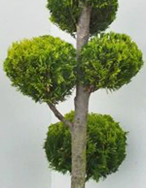 Chamaecyparis Laws. Ivonne, XXL-Produkt – Bild 2