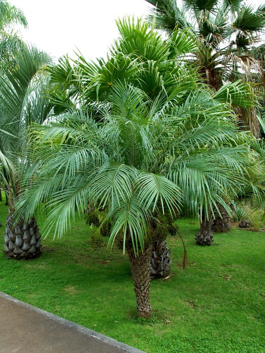 Chamaerops Humilis, Zwergpalme – Bild 2