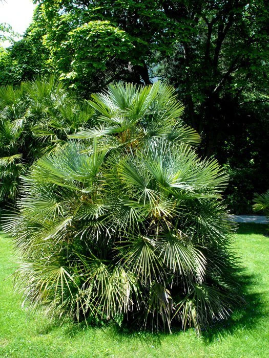 Chamaerops Humilis, Zwergpalme – Bild 3