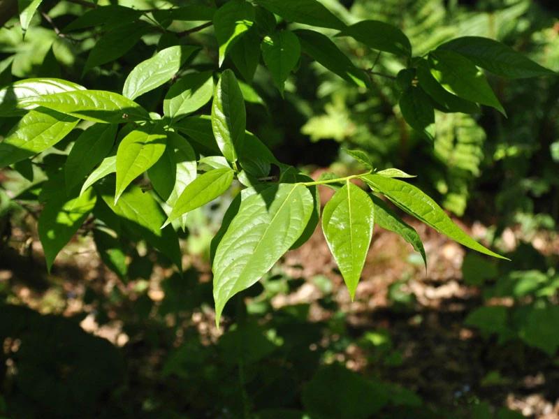 Chimonanthus Praecox, Chinesische Winterblüte – Bild 2