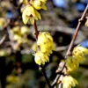 Chimonanthus Praecox, Chinesische Winterblüte