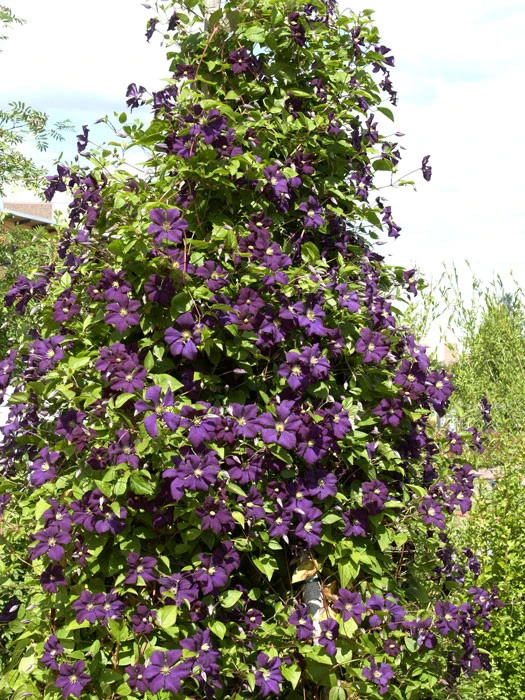 Clematis Viticella 'Etoile Violette' – Bild 2