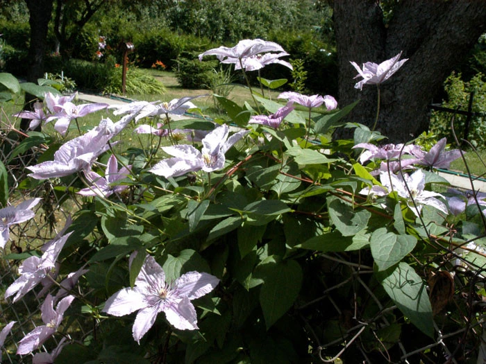 Clematis 'Hagley Hybrid' – Bild 2